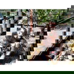 Pinploy Thippawan profile icon