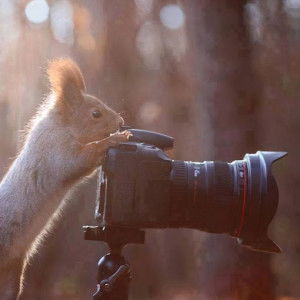 Dina Novita profile icon