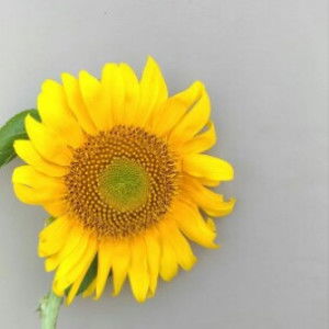 indri nur sariningsih profile icon