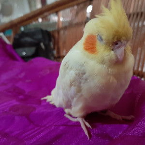 น้องหนู profile icon