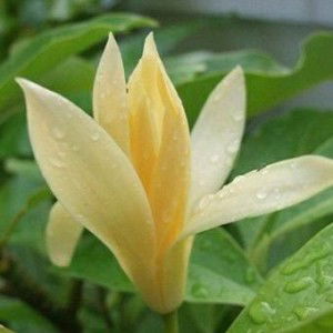 Phimjiraluck Taweeparn profile icon