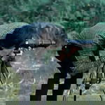 Iman Trasparan profile icon