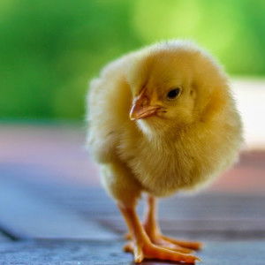 Rae Chel profile icon