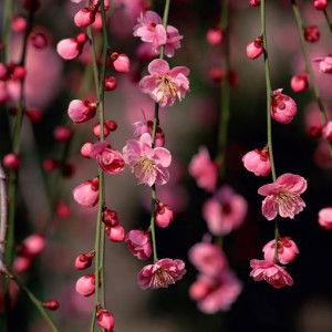 kiki rizki profile icon