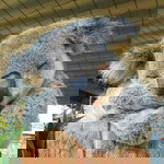 Cucu Nurhalika profile icon