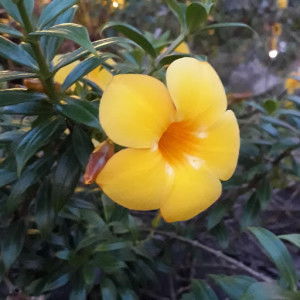 Tam Tam profile icon