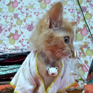 kucing lucu profile icon