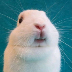 Baby Buchi profile icon