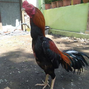 Nurul Ariyanti profile icon