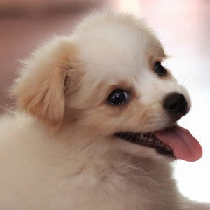 Samantha Nichole profile icon