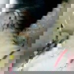 Ľovelenē Mågś profile icon