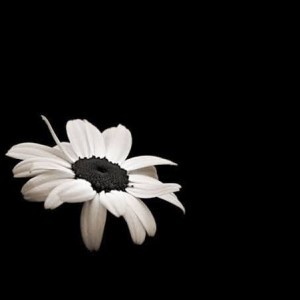 dahighestpeak profile icon