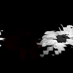 dahighestpeak profile icon