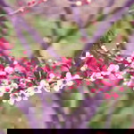 adlin sofiya profile icon