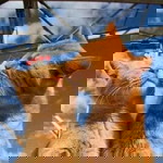 Lenlen Desiderio profile icon