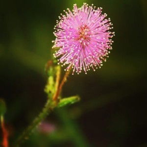 Fajri Indriawati profile icon