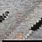 Ailada Ice profile icon