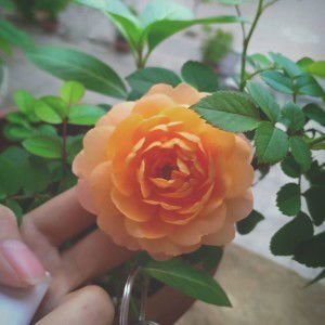 Shinichi Nguyễn profile icon