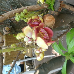 HỒNG NGA profile icon