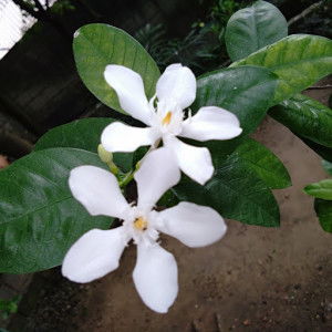 Achel Bilog profile icon