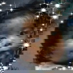Anne Rodulfa profile icon