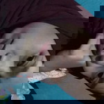 Devi Nadia profile icon