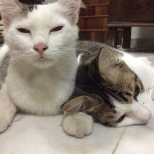 Solehah Shamsul profile icon