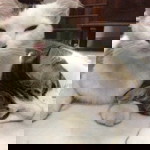 Solehah Shamsul profile icon