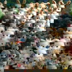 Darlista Hamdani simangasing profile icon