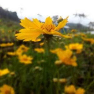 umi kulsum profile icon