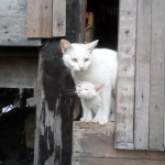 Jubjang Narisara profile icon