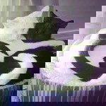 Meytian profile icon