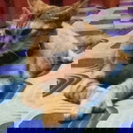 Nur Anisha Qaisara Razali profile icon