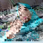 Cena Sigar Manopo profile icon