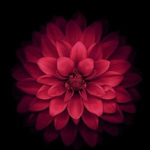 GRed Kanokphon profile icon