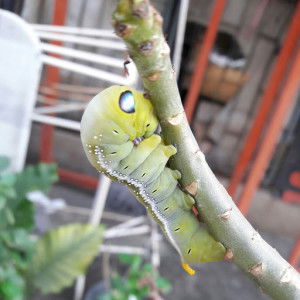 Watcharapron s profile icon