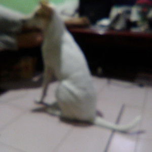 Maiki Love Galorio profile icon