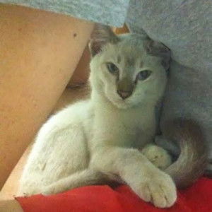 Chia Lie Phing profile icon