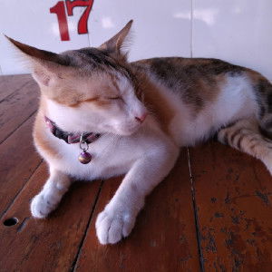 soontaree pichainarong profile icon