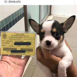 Chamaiporn profile icon