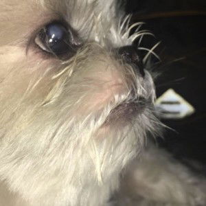 Missy Meshy profile icon