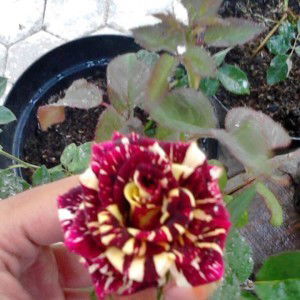 Sri Lestari profile icon