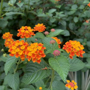 HannahLags profile icon