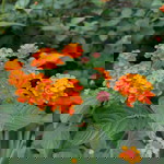 HannahLags profile icon