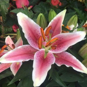 Yoshinta Kiranasari profile icon