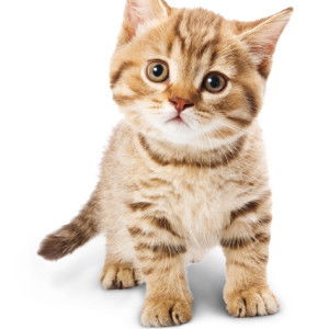 Sky Skysh profile icon