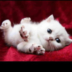 Jamela Mae Mogavv profile icon