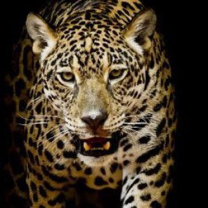 Reggy Indri profile icon