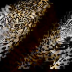 Reggy Indri profile icon