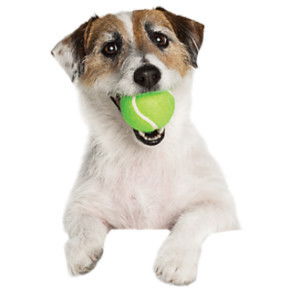 Shameenu Meenh profile icon